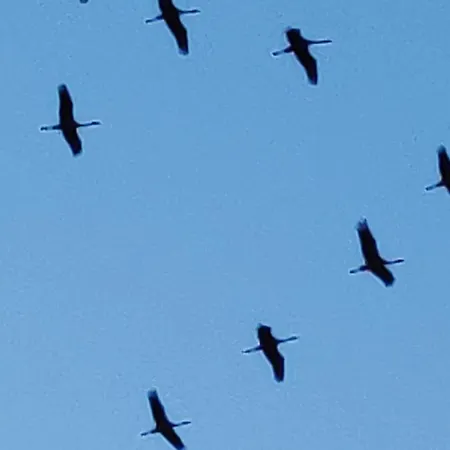 Mueritzblick Am Wuennow Röbel